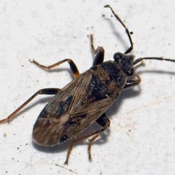 Peritrechus meridionalis
